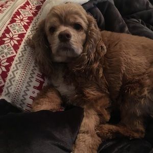 Meet your Posher, Heidi